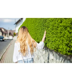 Sövény fajták: gyerekbarát és állatbarát típusok a kertbe